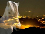 Avatar de horses77